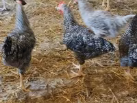 Slovenian Barred Hen — photo 4