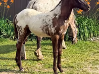 Madyan, Appaloosa — foto 1