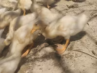 German Pekin — photo 2