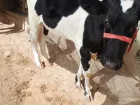 Krowa, Russian Black pied cattle — zdjęcie 1