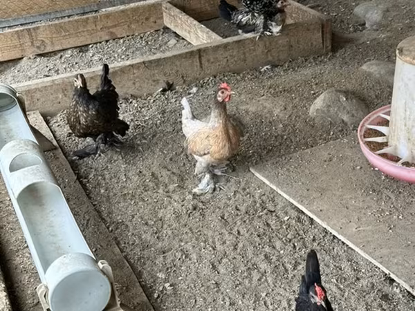 Chickens — Azərbaycan
