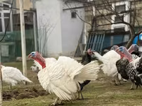 Geniş Sinəli Ağ — foto 3