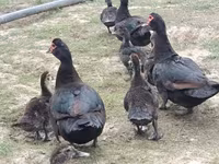 Ducks — foto 4