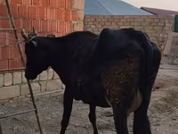 Vaca, Ganado vacuno — foto 3