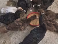 Chickens — foto 2