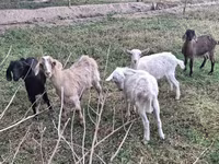 Goat, Goats — photo 4
