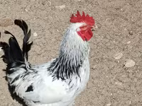 Chickens — foto 7