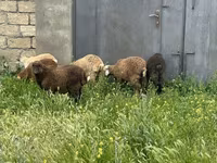 Ram, Sheep — photo 4