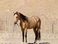 At, Quarter Horse — foto 5