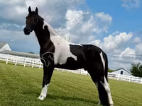 At, Tennessee Walking Horse — foto 5