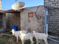 Dişi keçi, Saanen goat — foto 2