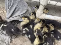 Ducks — photo 3