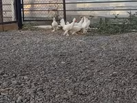 Chickens — photo 5