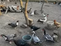 Ducks — zdjęcie 1
