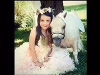 Mare, Miniature horse — photo 1