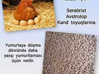 Artıq daimi istifadə üçün Kənd Toyuğu. Serebrist. Qaz. Ördək — 照片 5