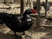 Ducks — foto 2