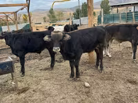 Bulle, Swiss cattle — Foto 5