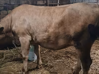 İnək, Swiss cattle — foto 4