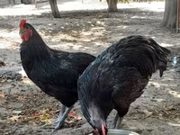 Australorp — photo 4