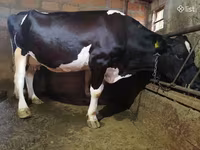 Kuh, Holstein-Rasse — Foto 2