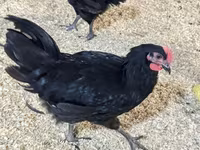 Australorp — photo 4