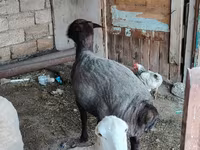 Ram, Sheep — photo 3
