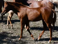 Stute, Quarter Horse — Foto 8