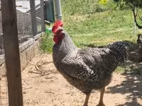 Chickens — photo 2