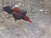 Chickens — photo 2