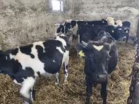सांड, Russian Black pied cattle — फ़ोटो 2