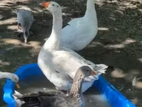Geese — Foto 4