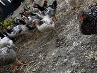 Chickens — photo 3