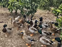 Ducks — photo 1