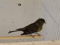 Daimi qus isi ile mesqul olanlar biler bu qiymete erkek bulbul esla — 照片 1