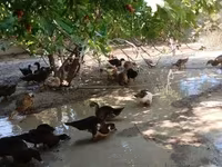 Domestic Muscovy — photo 2