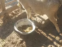 公羊, Sheep — 照片 1