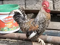 Chickens — foto 2