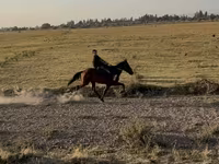 Mare, French Trotter — photo 1