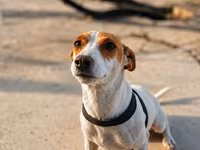 🐶 TƏCİLİ! Safqan Cek Rassel yeni ailəsini axtarır! ❤️ Çox sevdiyimiz — Foto 2