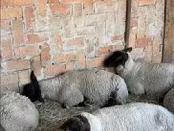 Ovce, White Suffolk sheep