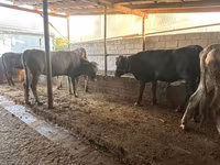 Cow, Swiss cattle — photo 5
