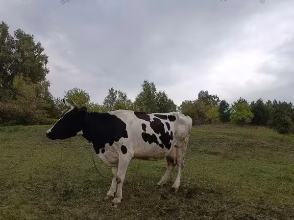 İnək, Simmental cattle