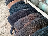 Beran, Arabi sheep — foto 1