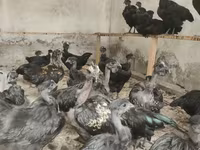 Chickens — photo 3