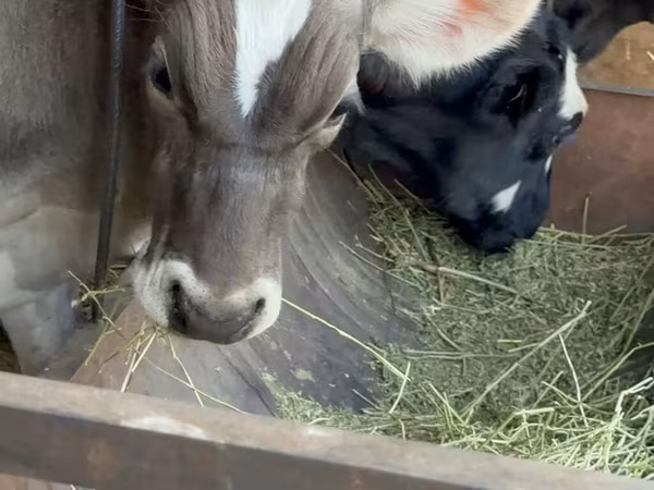 Bull, Alatau breed
