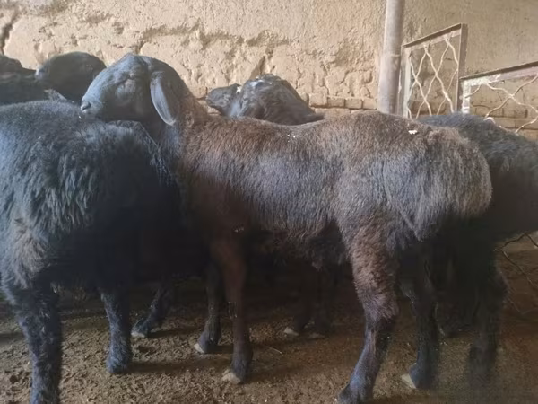 Baran, Rhon sheep