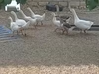 Geese — photo 1