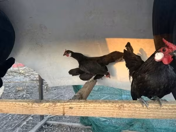 Chickens