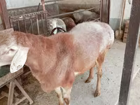 Carneiro, Arashan sheep — foto 5